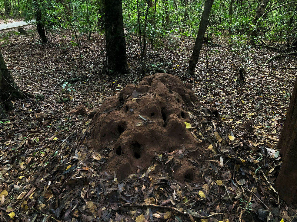 A large brown termite mound with holes sits in a dense forest. Fallen leaves cover the ground, creating a natural and earthy scene.