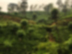 A guide to Nuwara Eliya: Tea plantations on rolling hills.