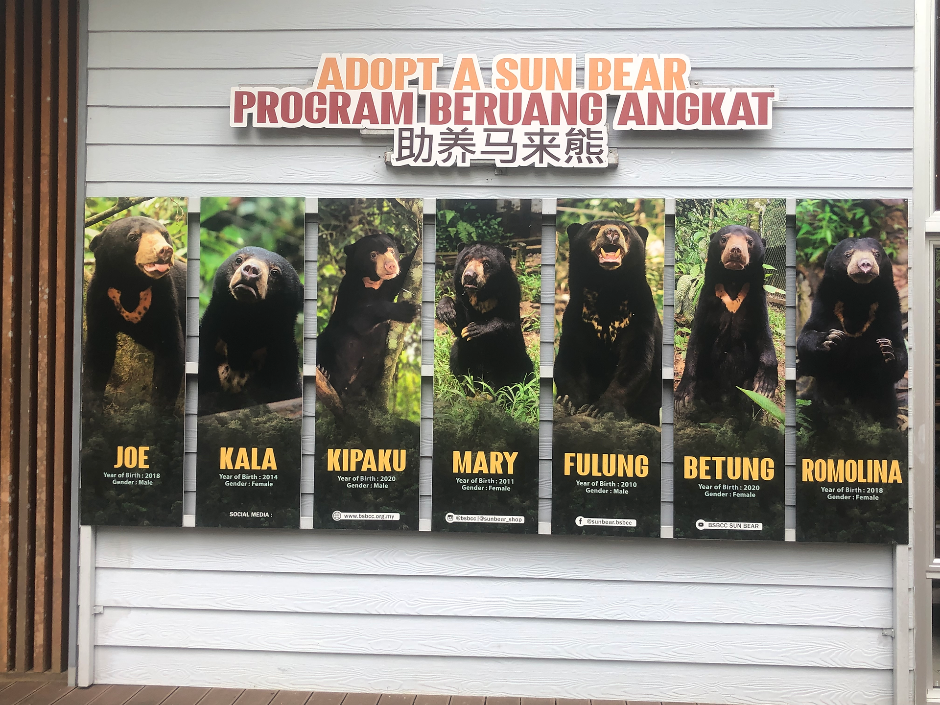 Adopt a bear at the BSBCC