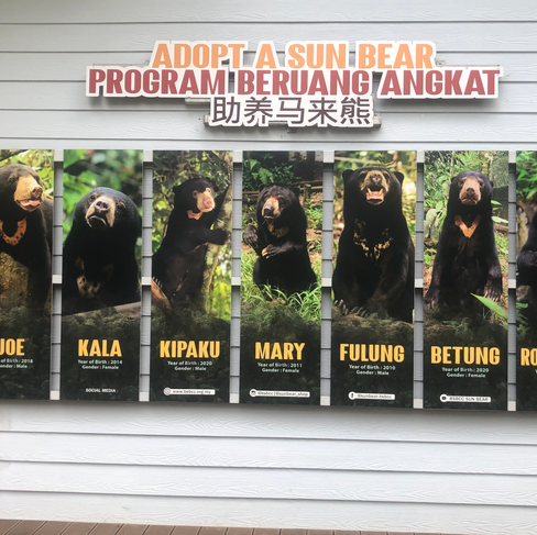 Adopt a bear at the BSBCC