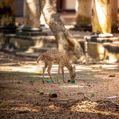 baby deer in trincomalee deer park