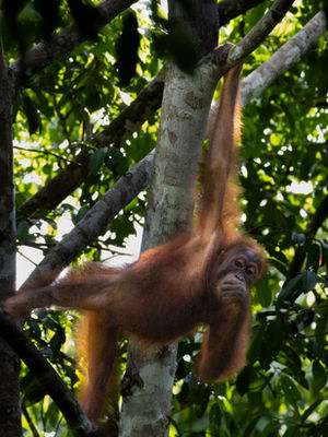 Wildlife and Animals of The Borneo Rainforest: The Borneo Big Five