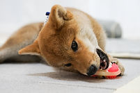 柴子犬.jpg