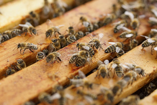 beehive-1143380_1920.jpg