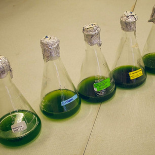 Algae tests.jpeg