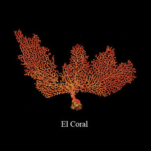 0-05oct_Title(coral).jpeg