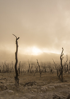 Canva - Dead Trees in a Desert.jpg