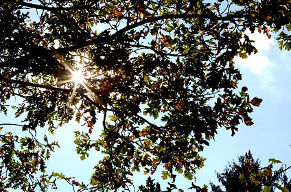 Chautauqua-county-sunny-day