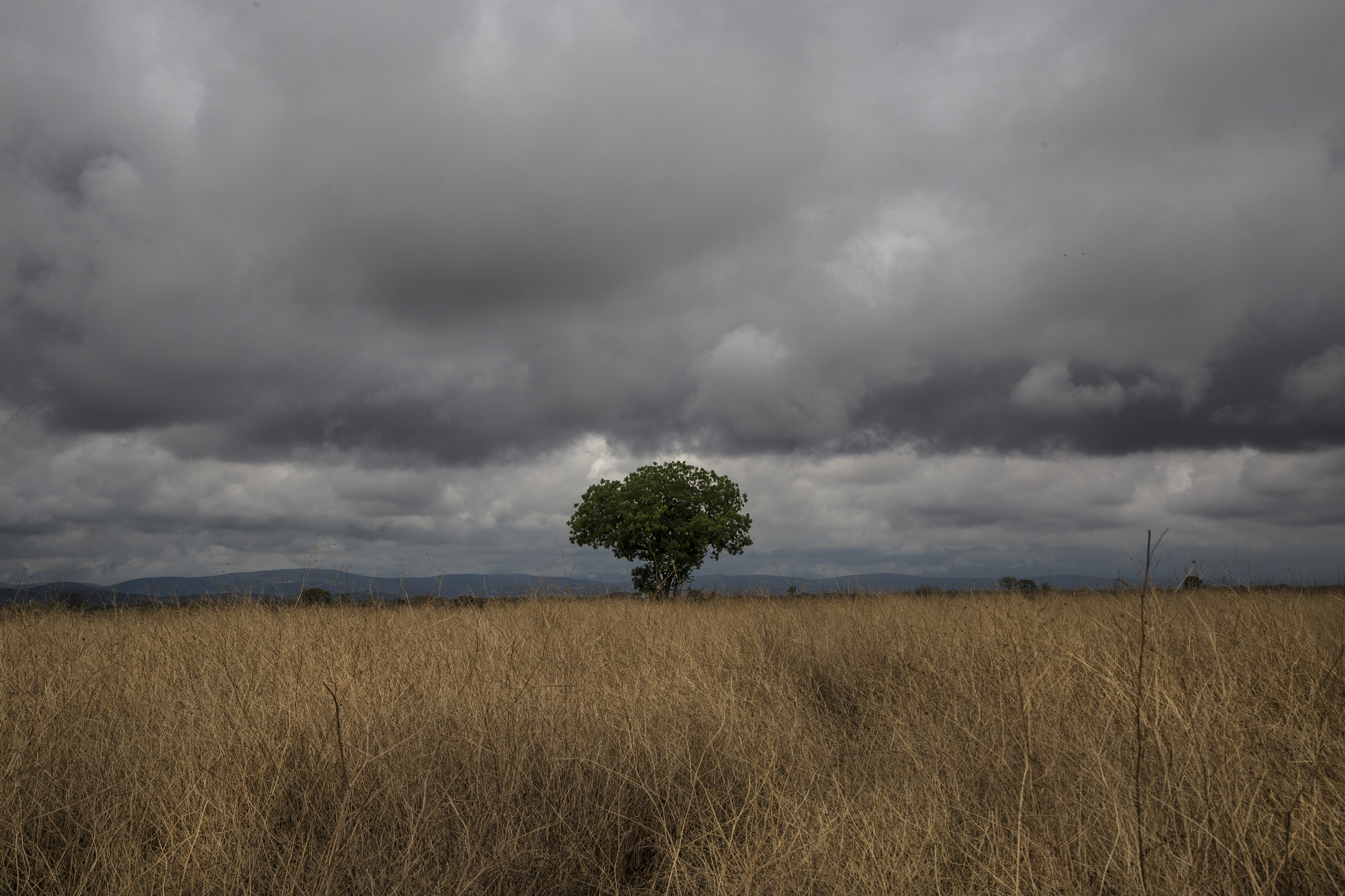 Árbol