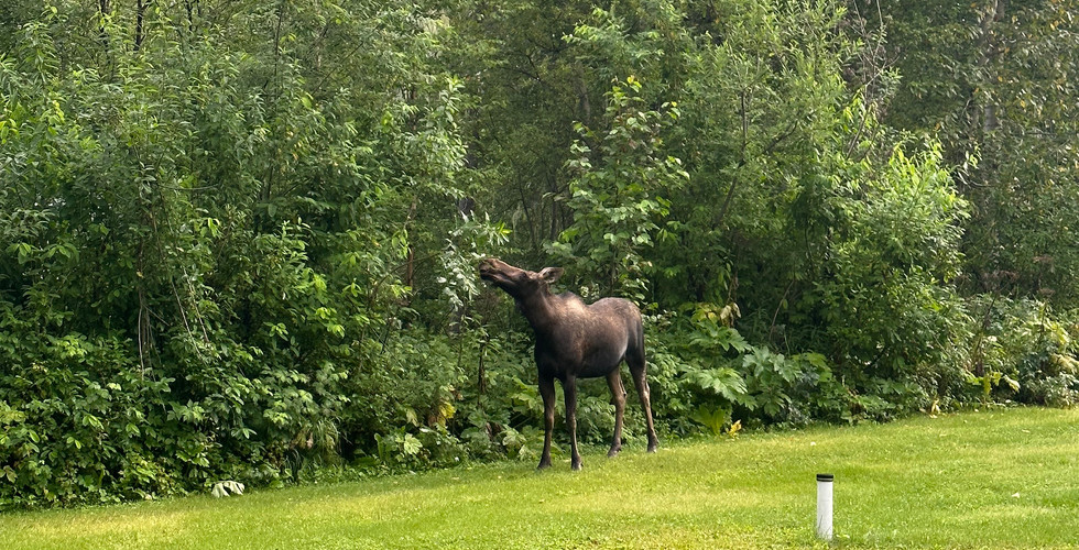 Fireside Denali Moose