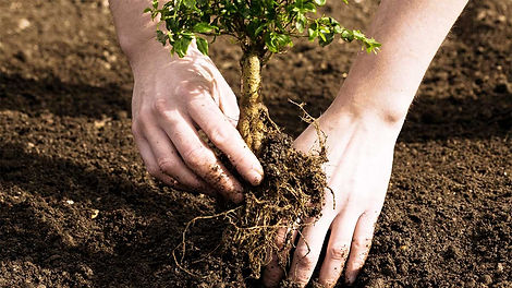 treeplanting-andersontownshiporg.jfif