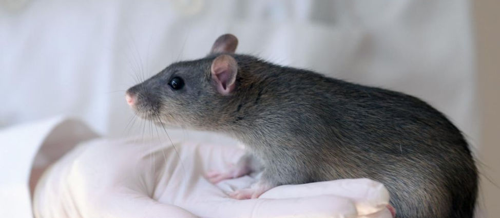 Stap voorwaarts naar forse vermindering dierproeven in Brussel