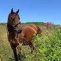 magnifique cheval jument à vendre se baladant dans la nature, sur le chemin côtier.
