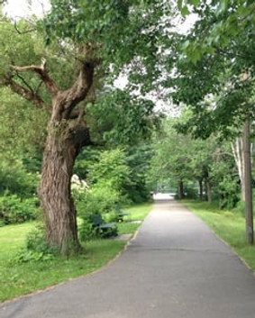 path.jpg