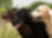 3-dogs.jpg