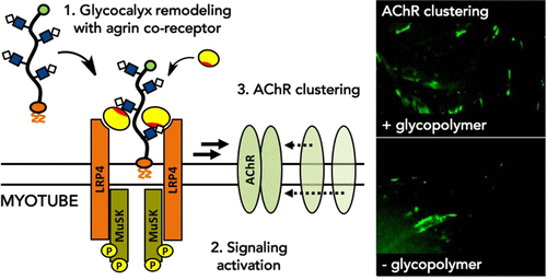 ACS Chem Neuro Fig.gif