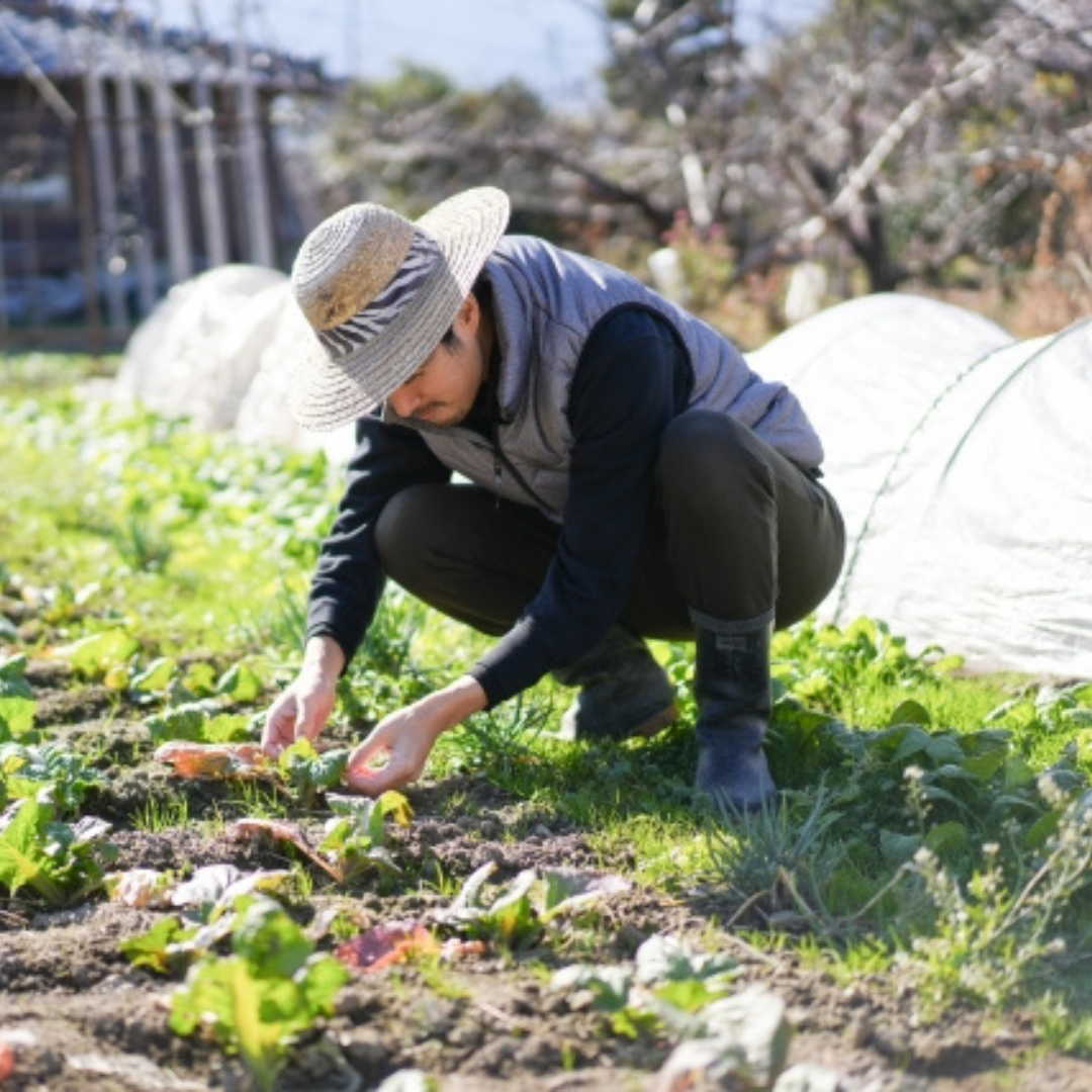 淡路島の畑で野菜を収穫する様子