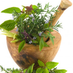 LES PLANTES MEDICINALES