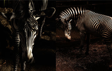 zoo