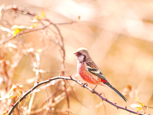 ベニマシコ(学名:Carpodacus erythrinus)
