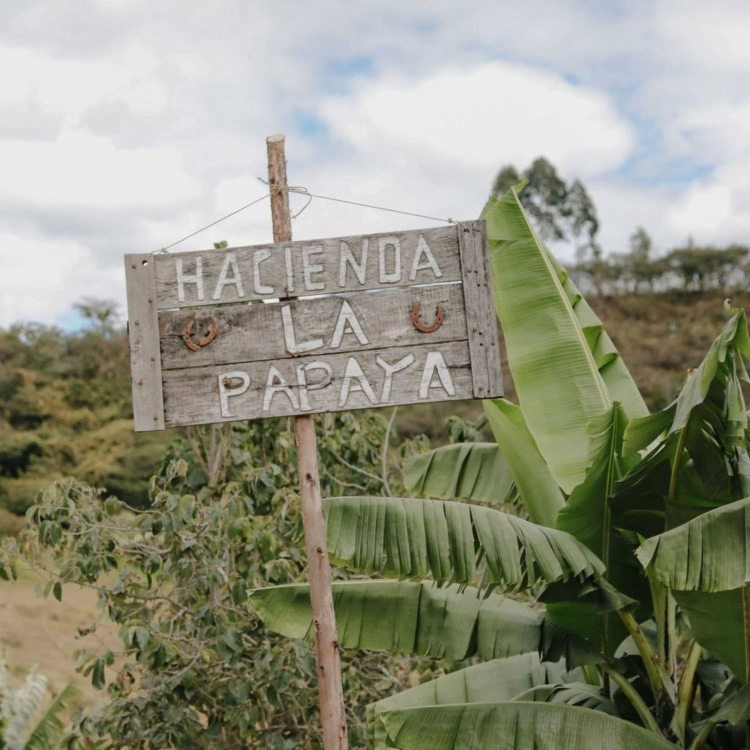 ecuador haceinda la papaya typica mejarado