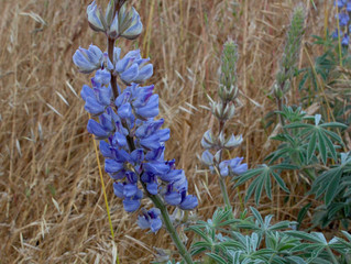 Save the Lupines Oct. 1 in SF