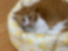 mico-05.jpg