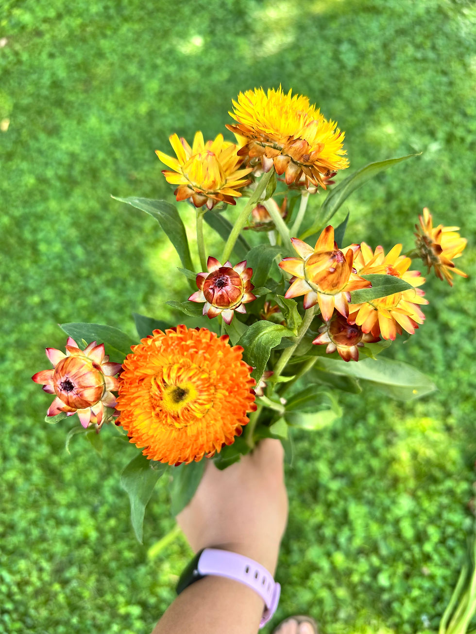 Thumbnail: Strawflower ‘King Size Orange’ 3.5" pot