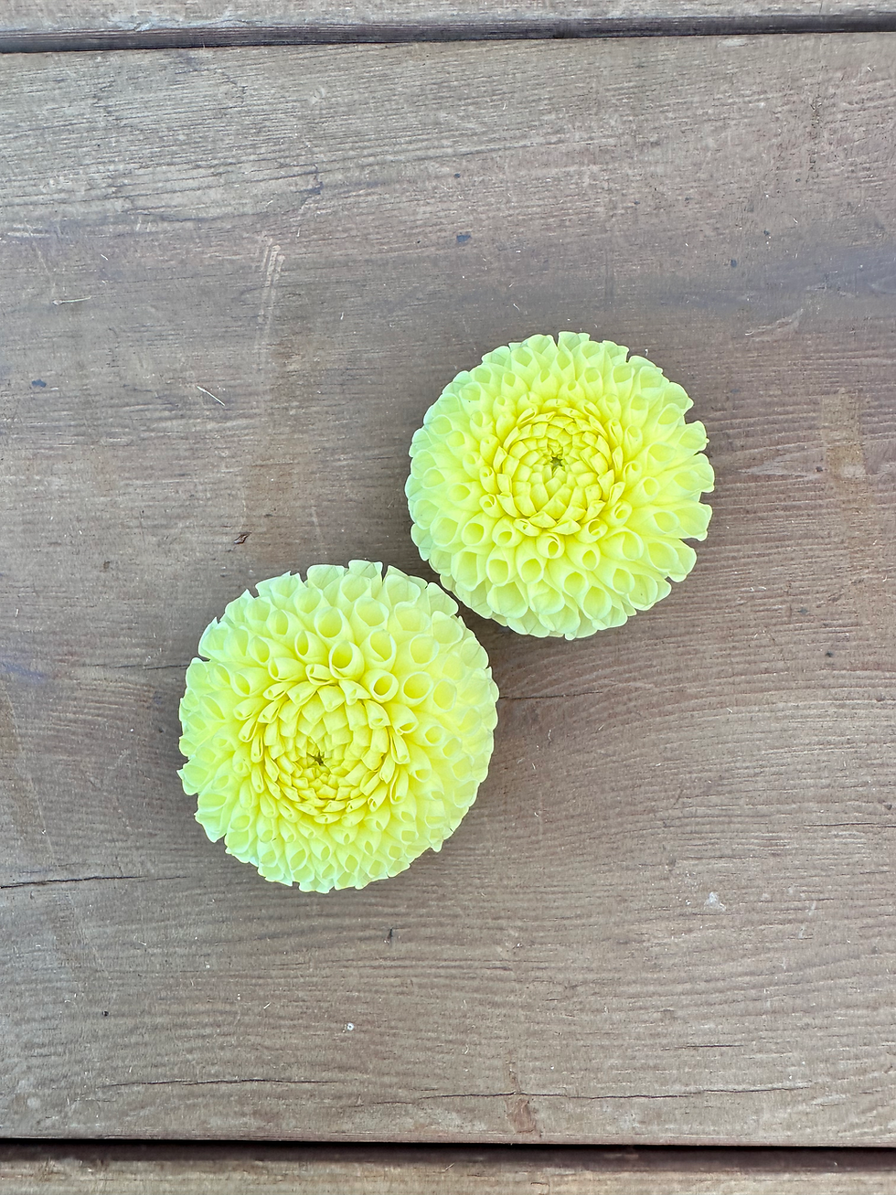 Thumbnail: Irish Moon Dahlia