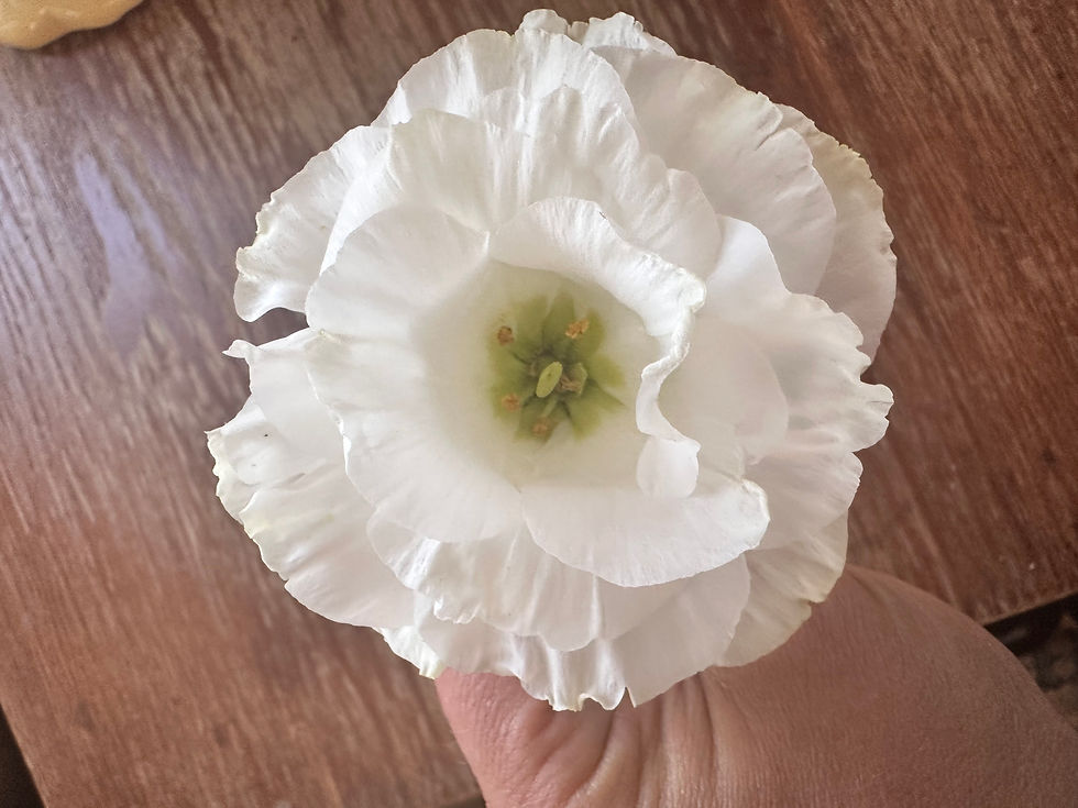 Thumbnail: Lisianthus ‘Mariachi Pure White’ 6-pack