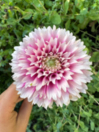 Fuzzy Wuzzy Dahlia