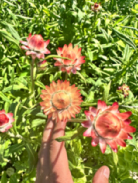 Strawflower ‘King Size Salmon’ 6-pack