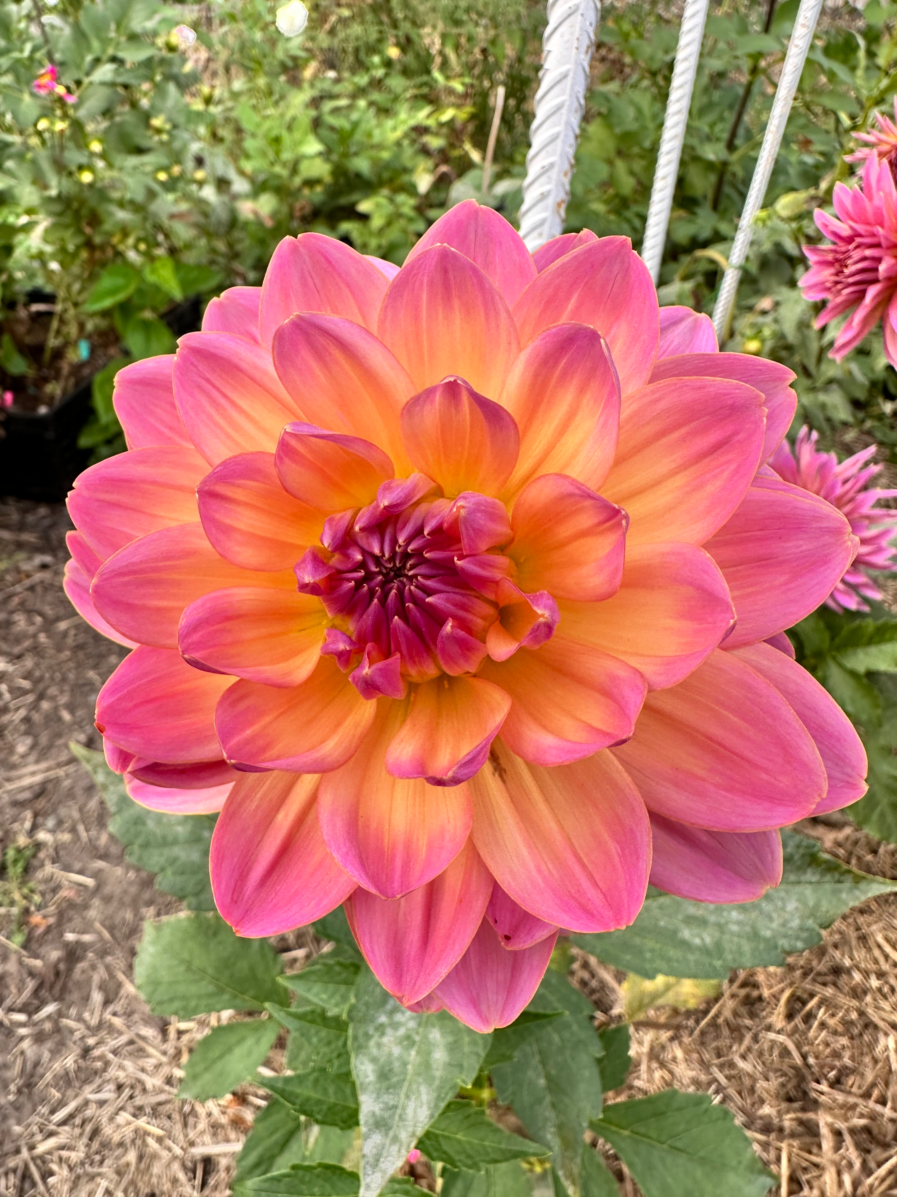 Ken's Rarity Dahlia