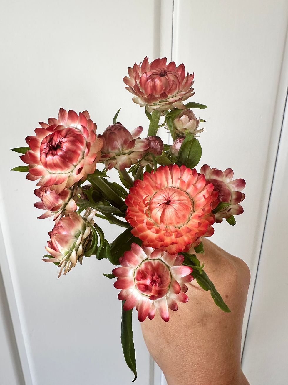 Thumbnail: Strawflower ‘King Size Salmon’ 3.5" pot