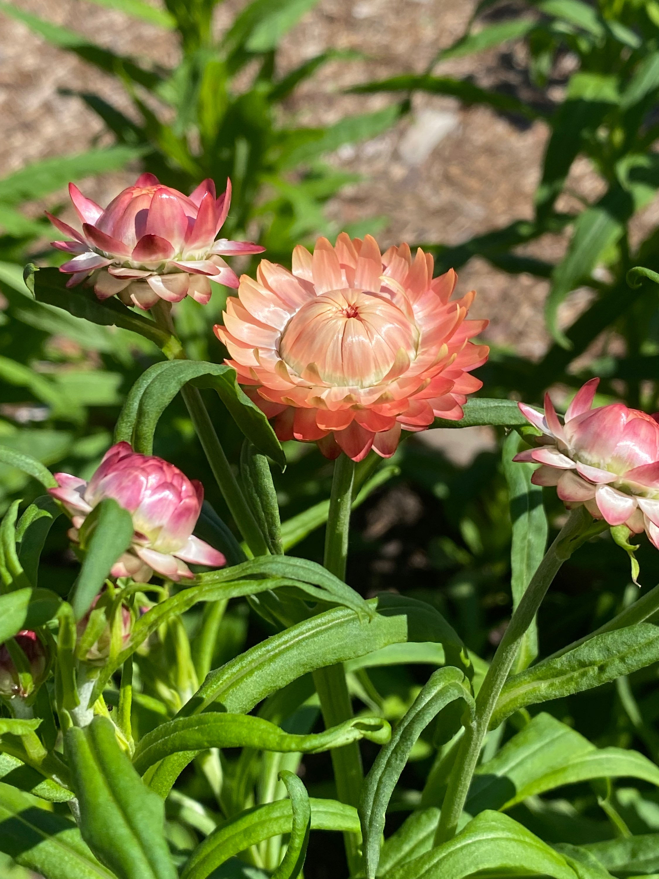 Strawflower ‘Apricot Mix’ 4-pack