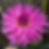Thumbnail: Parkland Rave Dahlia