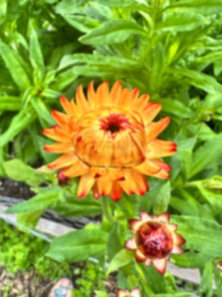 Strawflower ‘King Size Orange’ 6-pack