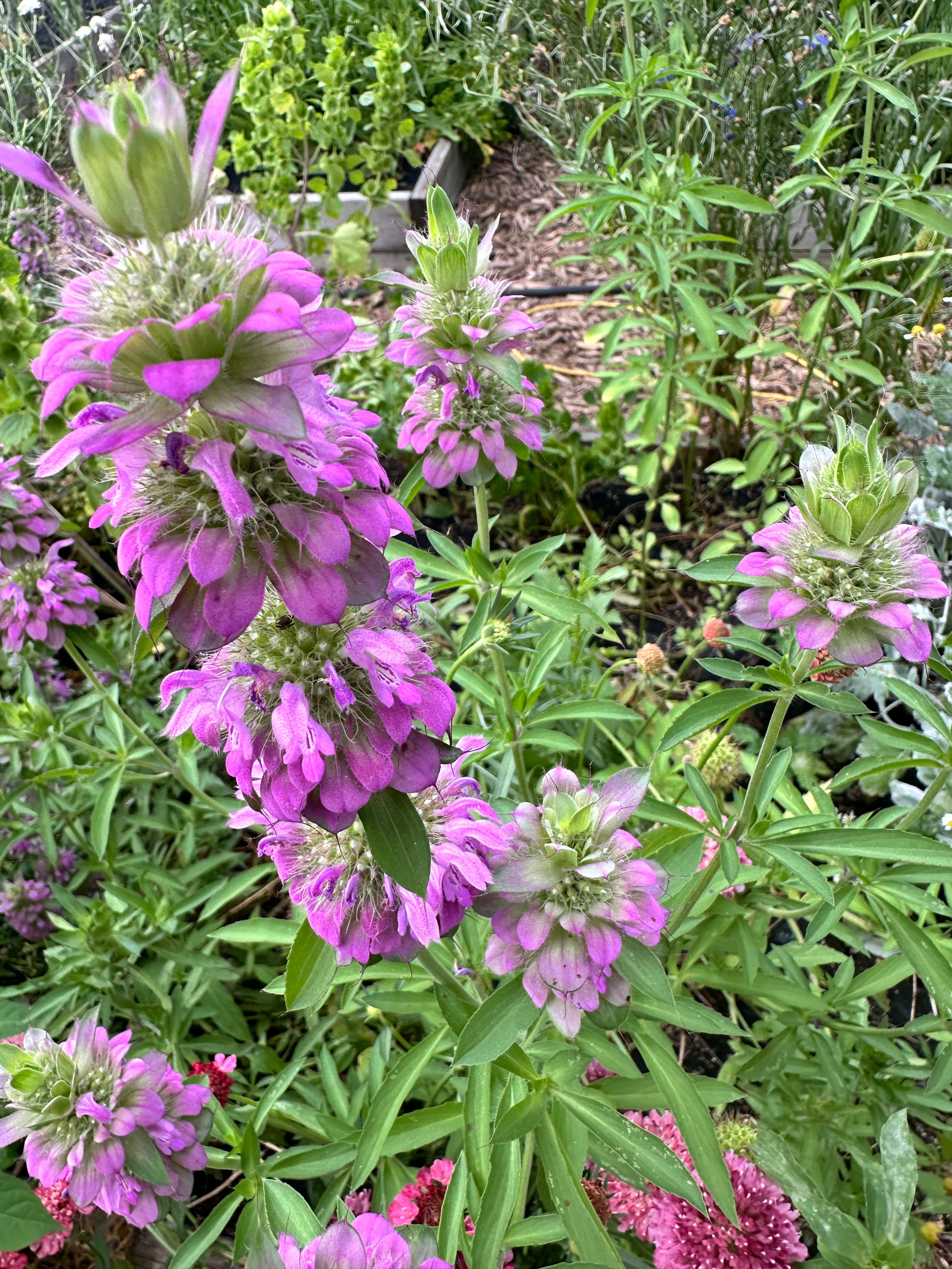 Monarda Bee Balm “Lemon Mint” 3.5” Pot