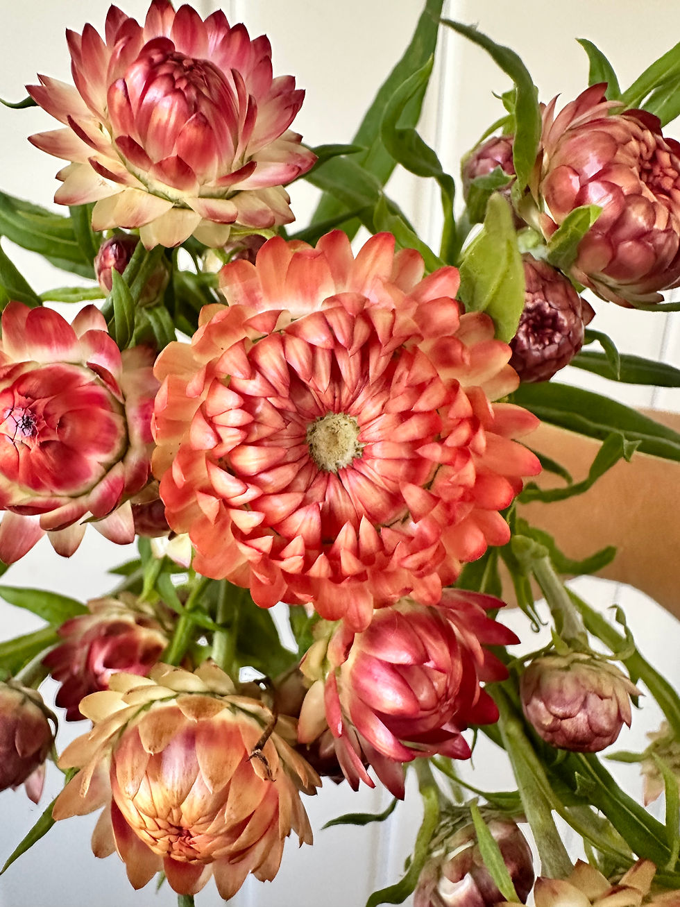 Thumbnail: Strawflower ‘King Size Salmon’ 3.5" pot