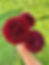 Thumbnail: DS Doris Dahlia