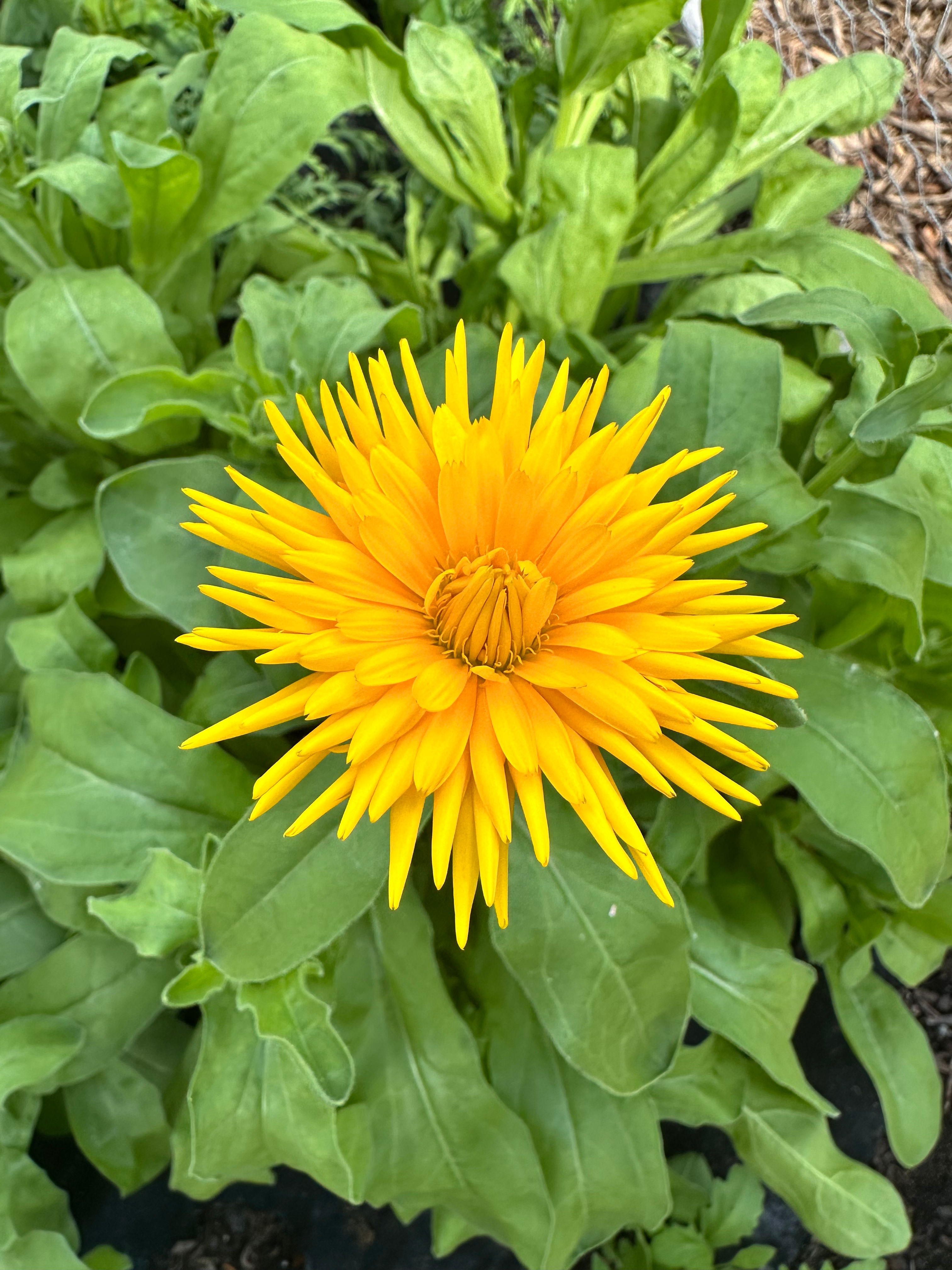 Calendula ‘Porcupine Yellow’ 3.5” pot