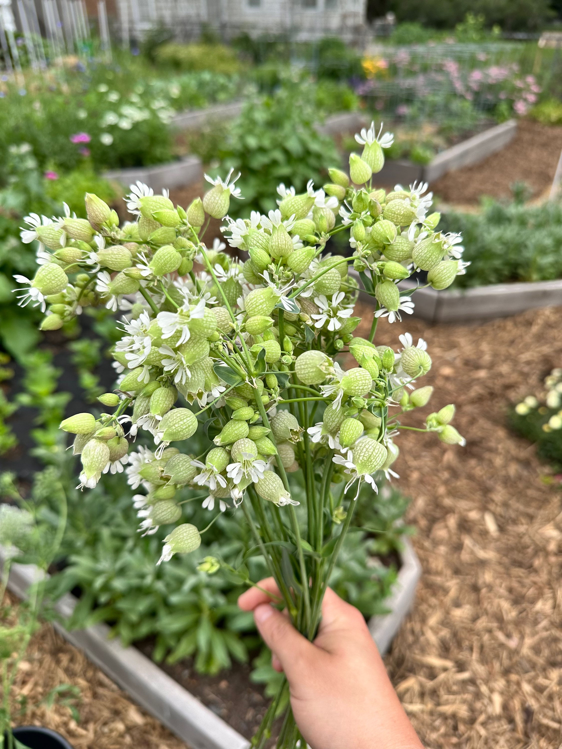 Silene ‘Blushing Lanterns’ 3.5" Pot