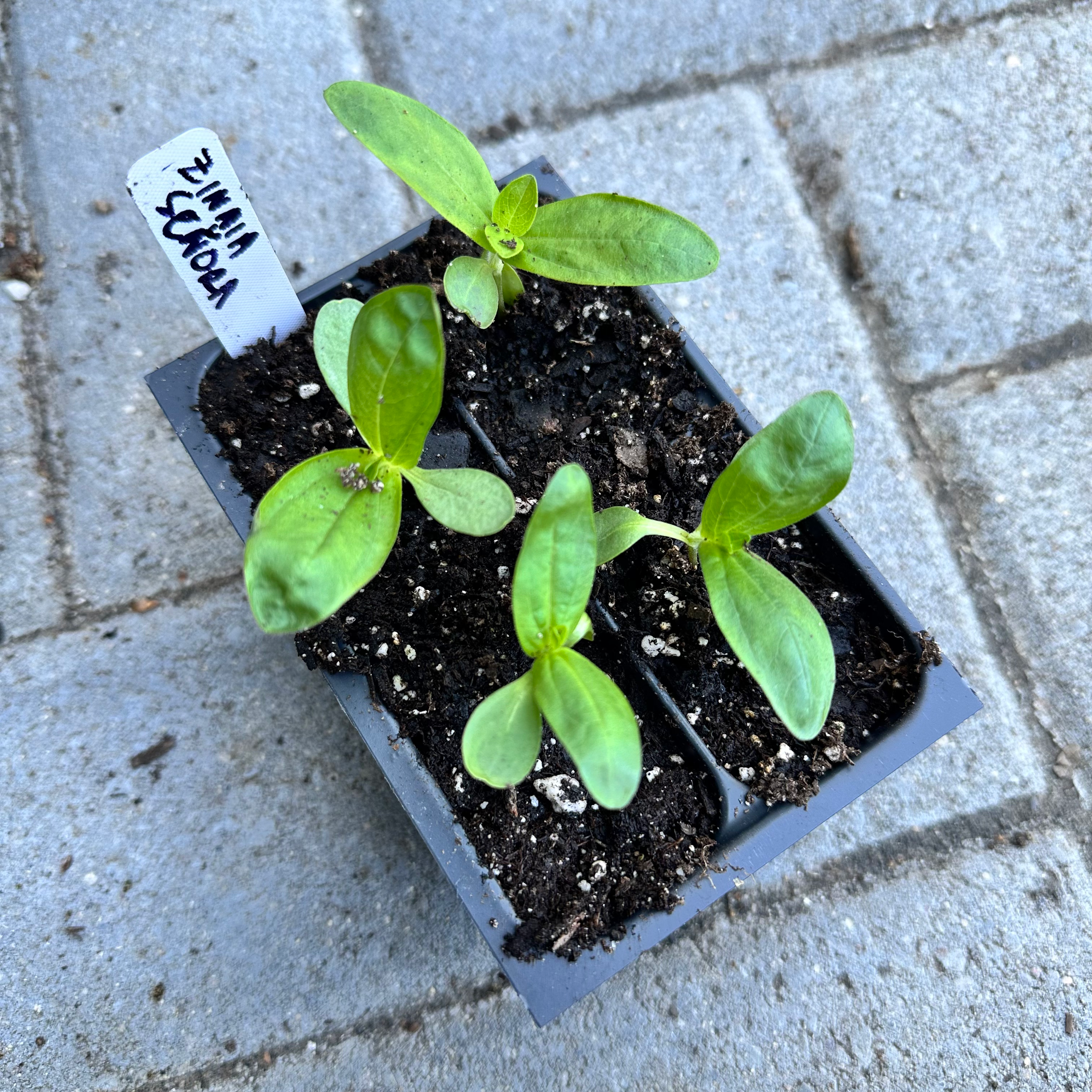 Zinnia ‘Senora’ 4-pack