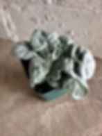 Thumbnail: Dusty Miller ‘New Look’ 3.5” pot