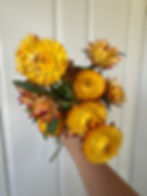 Thumbnail: Strawflower ‘King Size Orange’ 6-pack