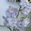 Thumbnail: Delphinium ‘Guardian Lavender’ 3.5" Pot