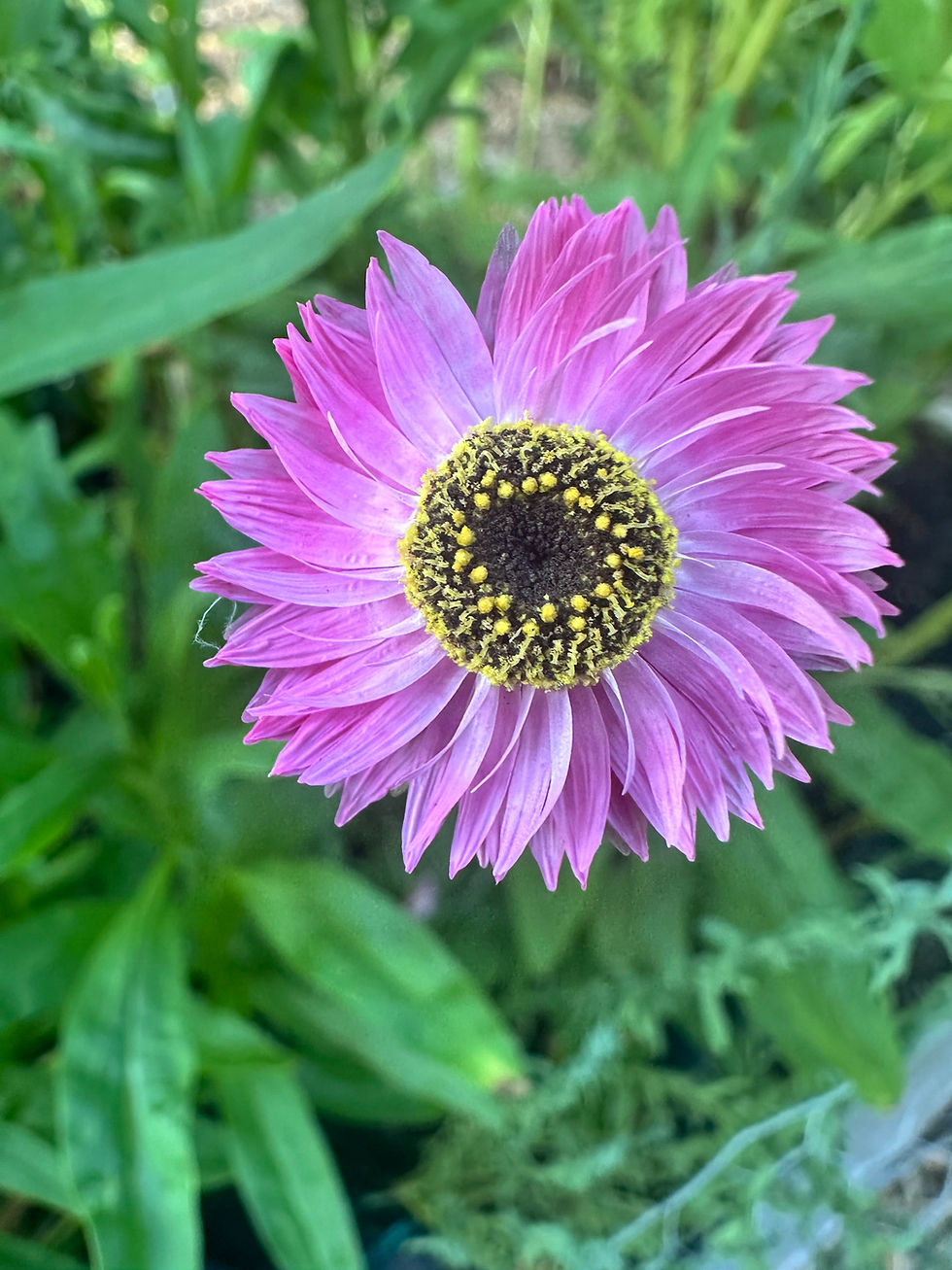 Thumbnail: Strawflower ‘Pierrot Red’ 3.5"pot