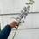 Thumbnail: Delphinium ‘Guardian Lavender’ 3.5" Pot
