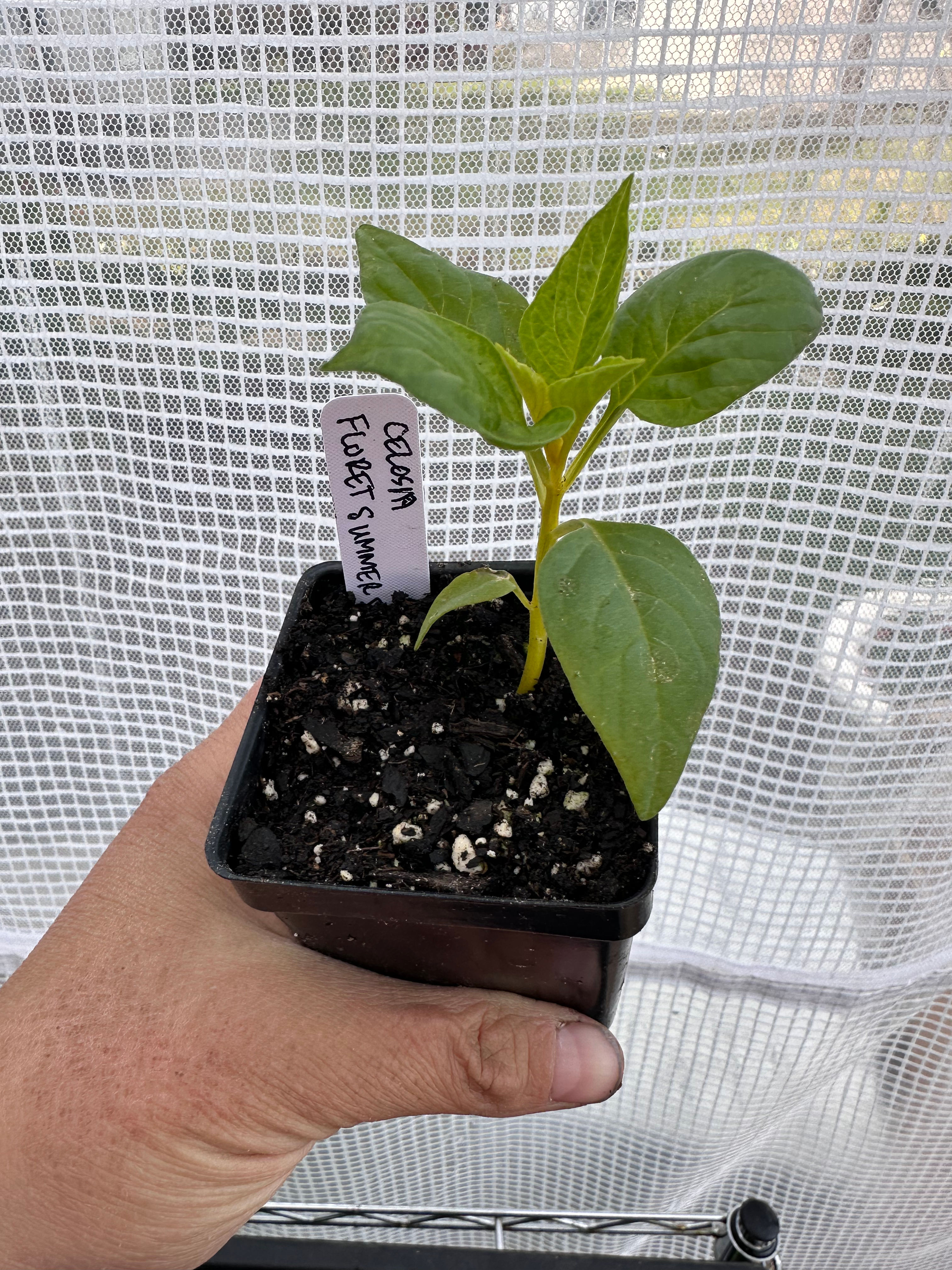 Celosia 'Floret Summer Sherbet' 2.5" pot