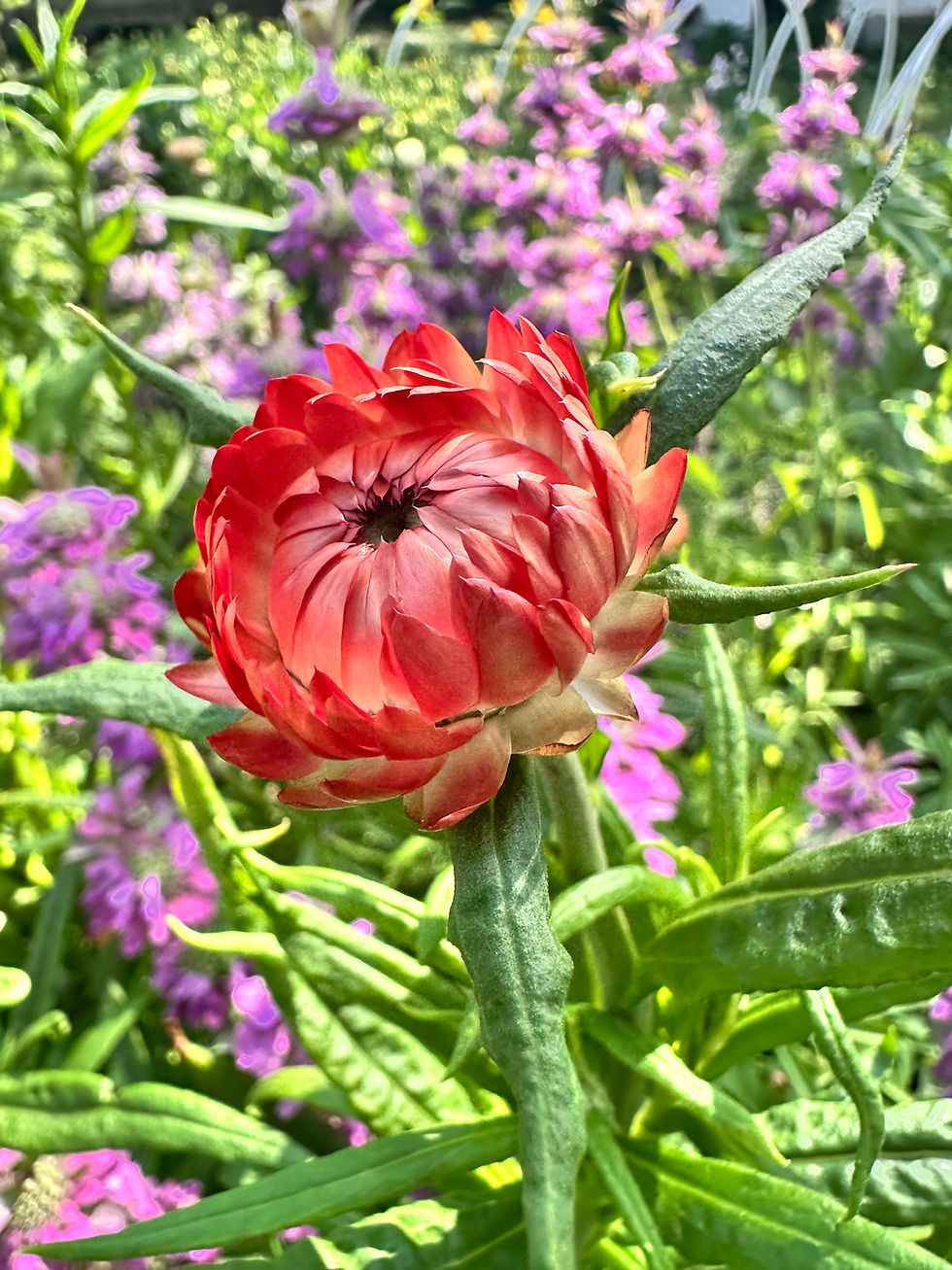 Thumbnail: Strawflower ‘King Size Salmon’ 3.5" pot